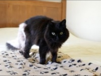 「しゃべるねこ、しおちゃん」公式ユーチューブチャンネルより https://www.youtube.com/channel/UCL4ss3I2WQaWp2sw1SjHi5Q