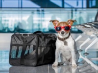 一位はニューヨークのケネディ空港。アメリカ内ペットにやさしい空港トップ10