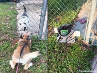 3年間毎日会っていた近所の犬が突然いなくなった。悲しみに暮れる犬