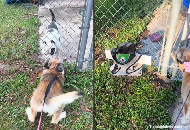 3年間毎日会っていた近所の犬が突然いなくなった。悲しみに暮れる犬