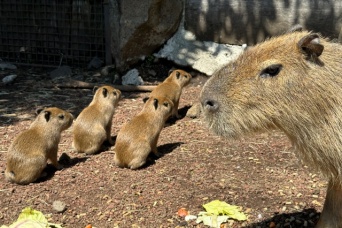 伊豆シャボテン動物公園　動物の赤ちゃんが続々と誕生！　春の訪れと共に…