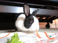 「美味しいよ、食べてみて！」虹の橋を渡ったピプキンくんのご主人、新たに保護ウサギを迎え入れる