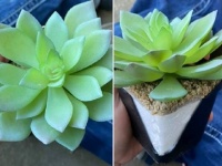 嘘だと言ってよ！2年間水をやり、大切に育てていた観葉植物が実は偽物だったことが発覚（オーストラリア）