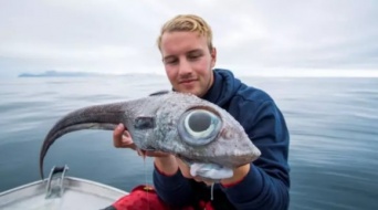目玉の大きさがすごい！巨大な目を持つエイリアンのような深海魚が釣り上げられる（ノルウェー）