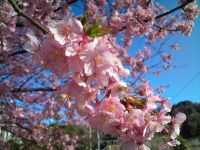 暖冬の今年は「お花見」も早い？