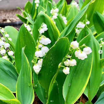 ※画像は工藤静香のインスタグラムアカウント『@kudo_shizuka』より