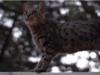 年老いた猫たちのために楽園を作り、その最期を看取り続けている夫婦（アメリカ）