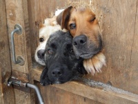 なんか刺さってる！壁や塀から頭だけ突き出した犬たちのいる風景