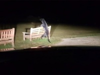 イギリスの田舎町に黒豹出現？公園のベンチにもたれかかるその物体の正体がついに判明