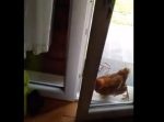 ニワトリがドアノブに足をかけて、ドアを開けてしまう…！