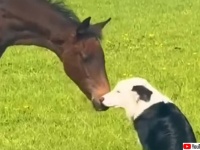 前前前世からお互いを探していた？出会った瞬間に惹かれあい、大親友となった犬と馬