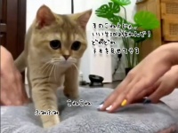 こね方が足りん！人間にふみふみを指南する猫