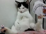 お眠むな猫の両足にトランプとサイコロを…