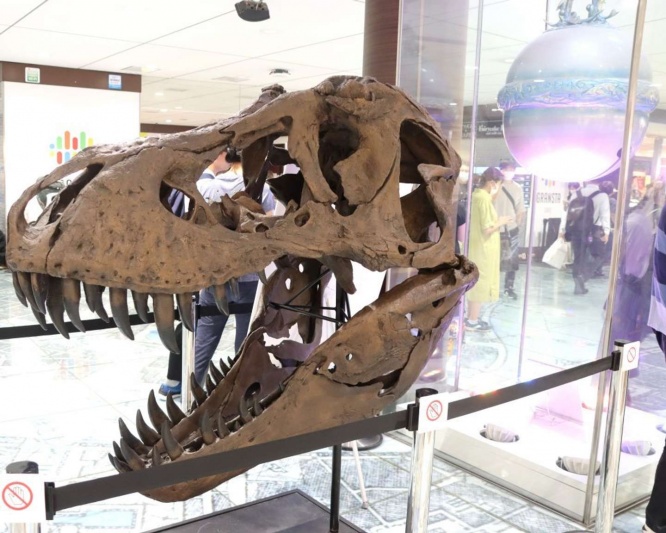 実物大のティラノサウルスの頭骨レプリカ。銀の鈴の隣に設置されている。(2023年9月30日、Jタウンネット撮影=以下同)