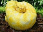 このヘビ、食べられます。甘いです。