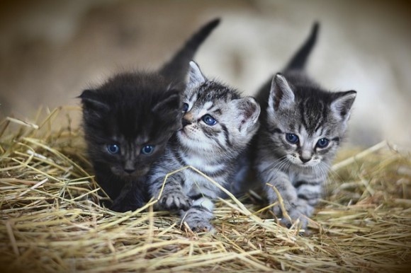 cat1