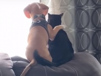 犬が猫がぴったりと身を寄せながら窓の外を見つめるやさしい世界（アメリカ）