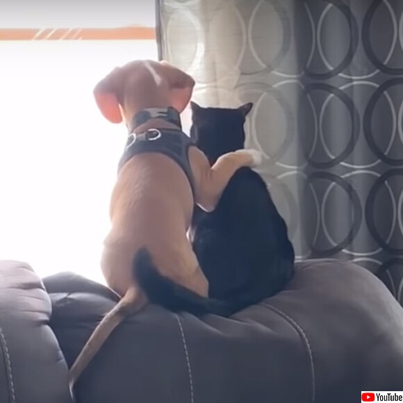 犬が猫がぴったりと身を寄せながら窓の外を見つめるやさしい世界（アメリカ）
