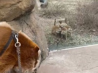 猪散歩。ミーアキャット、初めて見るイノシシに好奇心が加速する（アメリカ）
