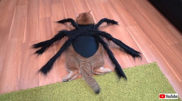 hosicospider5_640