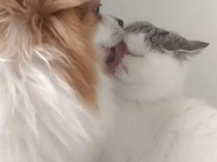 猫の顔がなくなるほど舐めつくす犬の愛情