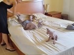 ベッドメイクをさせてくれない子猫たち