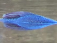 プカプカと水面を浮いている鮮やかなブルーの魚のような謎生物の正体はいったい？（アメリカ）