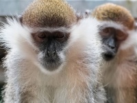 サルも同調圧力を感じ、社会のルールに従っていることを発見