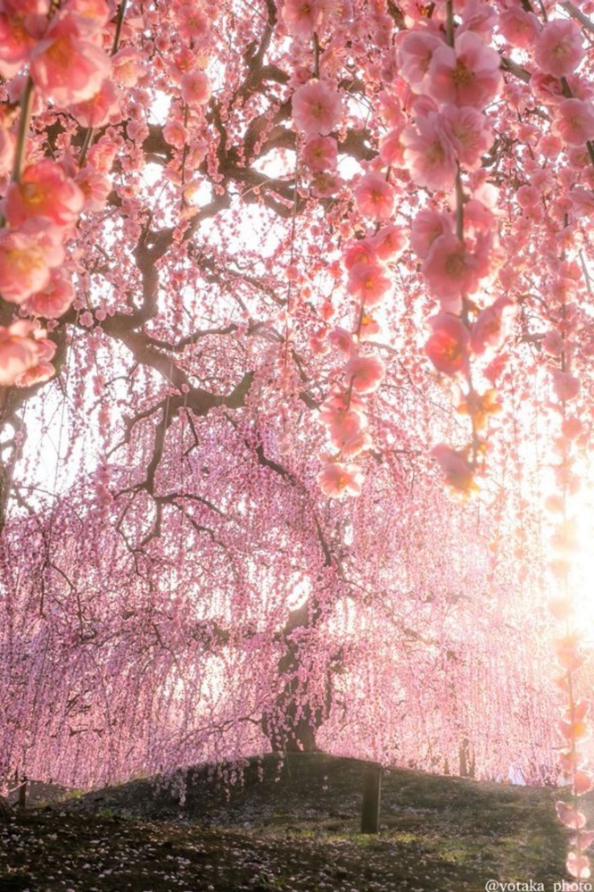 よたか（＠yotaka_photo）さんの投稿より、再掲