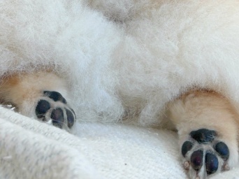 キュートなあるものと飛び出るあんよにキュン♡もふもふワンちゃんの写真が話題