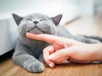 なぜ女性は猫と親密な関係を生みやすいのか？猫に話しかけ気持ちを共有しようとするから（ハンガリー研究）