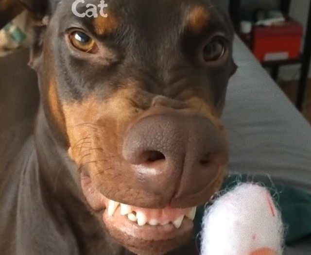 doberman2_e