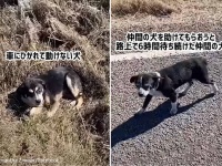 親友が車にひかれて動けない！誰かに助けてもらいたくて路上で6時間待ち続けた犬