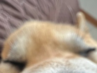 お鼻をプニプニしちゃいたい！　ソファで爆睡する柴犬を間近で撮影してみたら...