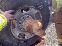 タイヤに頭を突っ込んだ犬、完全にぬけなくなり消防隊員がプラズマ切断機で救出する事態に