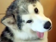 ハスキーはいったいなぜ、こんな顔をしているのでしょうか？