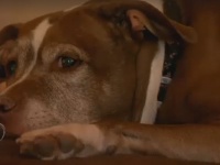 ガス漏れをいち早く探知した犬。家から脱出して警察を家まで案内し家族たちを救う（アメリカ）