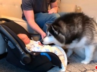 はじめまして赤ちゃん！マラミュートたちのおうちに小さな妹がやって来た！