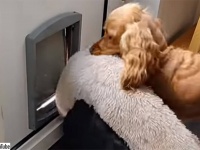 ペットドアからどうしてもベッドを運びたい犬のミッション・インポッシブル