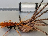 オンリーオーストラリア？巨大蜘蛛と巨大ハチが玄関ドアで対決中(※蜘蛛・ハチ出演中)