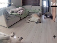 お留守番中の秋田犬軍団を覗いてみた結果　→平和すぎる光景に12万人ほっこり