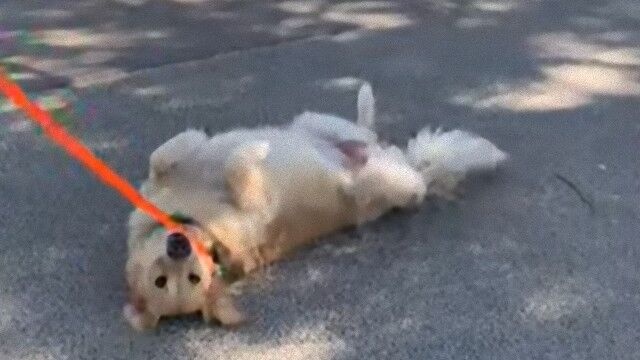 もううんざりなんだワァ～ン。ロックダウン中の散歩にごねるゴールデン