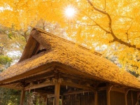 見ごろ迎えた埼玉・玉敷神社の銀杏が美しい　頭上にも足元にも...広がる黄金色にうっとり