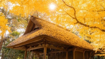 見ごろ迎えた埼玉・玉敷神社の銀杏が美しい　頭上にも足元にも...広がる黄金色にうっとり