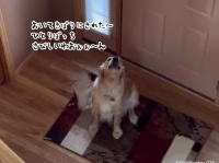 置いて行かれたと思い玄関で鳴いていた犬、実はひとりじゃないことに気が付いた時の反応