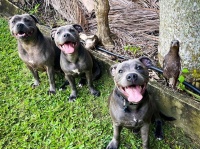 犬と深い絆を結んだカササキフエガラス。すっかり犬化が進み、新たに生まれた子犬とも仲良しに