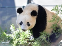 （画像は恩賜上野動物園公式サイトより）