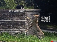 カナダにアフリカ産のサーバルキャットが突如出没、猫を見つけ仲間になりたそうに近づいていく