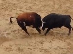 【動画】闘牛２頭が激突！　牛たちを待ち受けていた結末とは…？
