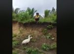取りづらい場所にサンダルが落下。 → アヒルさんが取ってきてくれた！